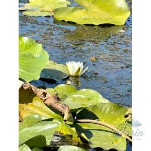 Excursie de o zi in Delta Dunarii