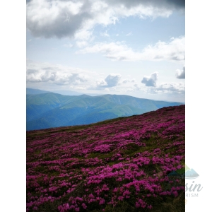 🌸 Bucegiul în Roz: Pe urmele Bujorului de Munte 🏔️
