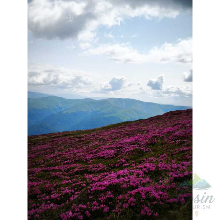 🌸 Bucegiul în Roz: Pe urmele Bujorului de Munte 🏔️