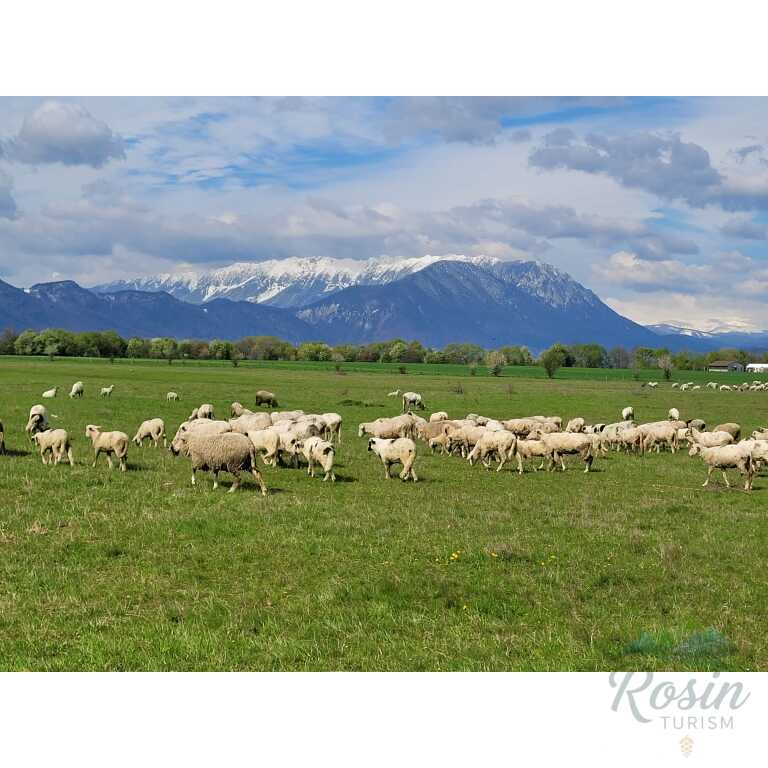 Zi de Primăvară pe Via Transilvanica: Rasnov – Bran